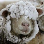 sheep-in-snow