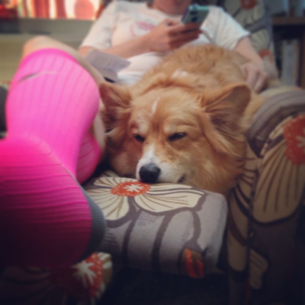 My preferred recovery position, which includes a corgi and Pro Compression socks.