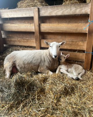 Mama sheep and little lamb have a cuddle.