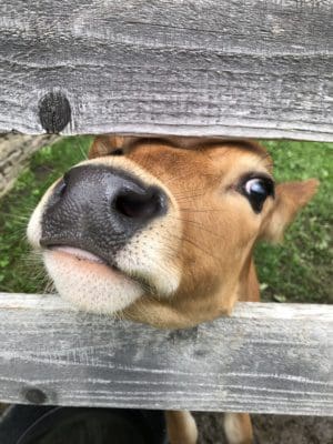 Cow snoot.
