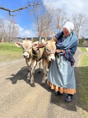 A woman in olde tyme garb leads her young team of oxen.