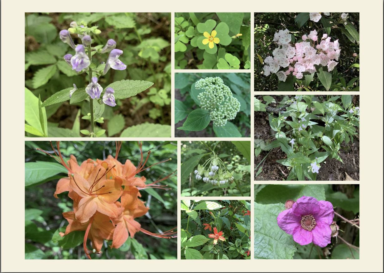 wildflowers on the Appalachian Trail